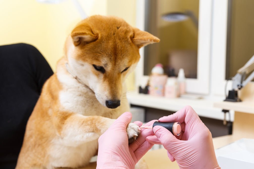 Is Nail Polish Bad for Dogs? ORLY