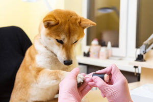 Is Nail Polish Bad for Dogs