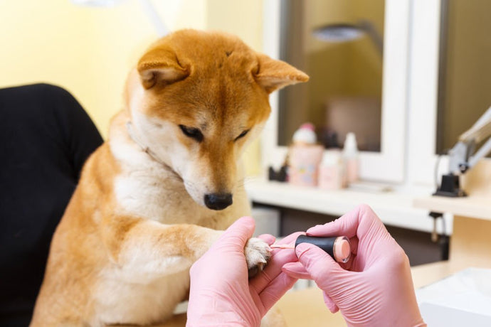 Is Nail Polish Bad for Dogs?
